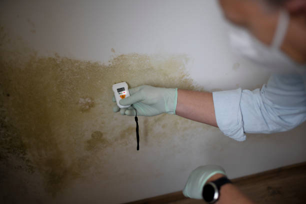 Why You Should Choose Our Mold Remediation Services in Spring Valley, NY